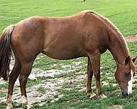red-roan-white-top-of-tail-hairs-horse