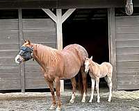 all-around-breeding-quarter-horse