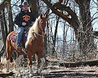 equitation-draft-horse