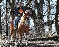 eventing-draft-horse
