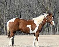 hunt-seat-equitation-draft-horse