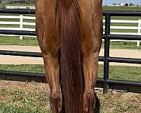 easy-thoroughbred-horse