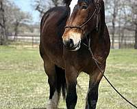 red-roan-quarter-horse-gelding