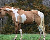 palomino-none-horse