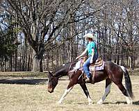ranch-work-friesian-horse