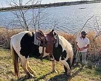 cowboy-mounted-shooting-draft-horse