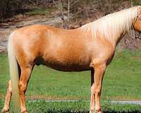 quarter-horse