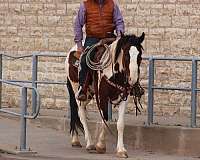harness-broke-gypsy-vanner-horse