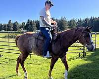 partial-appaloosa-horse