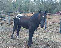 black-white-spotted-blanket-sock-star-on-her-head-horse