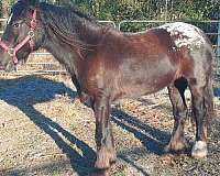 white-spotted-blanket-sock-star-on-her-head-horse