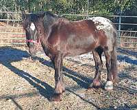 field-trial-gypsy-vanner-horse