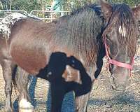 halter-gypsy-vanner-horse