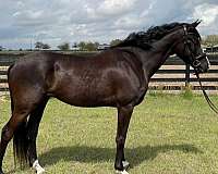 black-4-pasterns-horse