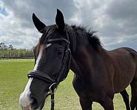 black-stripe-horse