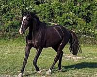 black-muzzle-horse