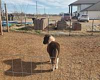 miniature-horse-for-sale