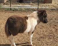 miniature-horse