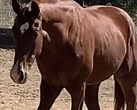 brentano-dutch-warmblood-horse