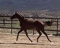 embryo-dutch-warmblood-horse