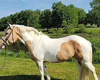 palomino-palamino-paint-horse