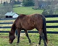 thoroughbred-horse-for-sale