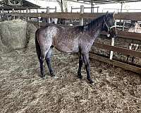 bay-roan-quarter-horse-colt