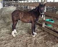 shire-quarter-horse-colt-mare