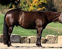 ranch-quarter-horse