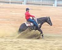 reining-quarter-horse