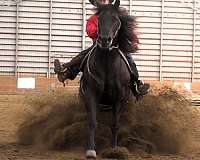 ridden-english-quarter-horse