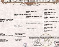 ridden-western-quarter-horse