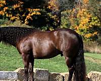 ranch-work-quarter-horse