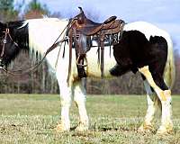 family-gypsy-vanner-horse