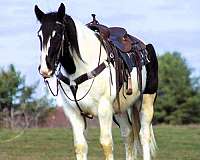 trail-gypsy-vanner-horse