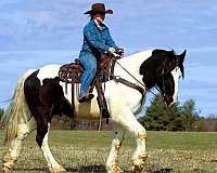husband-safe-gypsy-vanner-horse