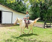 registered-aqha-gypsy-vanner-horse