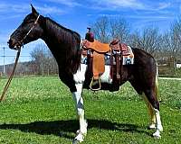 flashy-spotted-saddle-horse