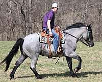blue-roan-quarter-horse