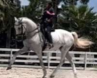 andalusian-horse