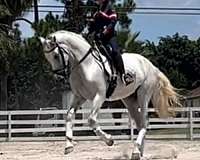 ambitious-andalusian-horse