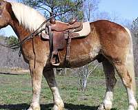 spor-belgian-horse