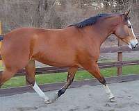 dressage-holsteiner-horse