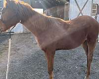 stunning-appendix-horse