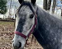 boomer-tennessee-walking-horse