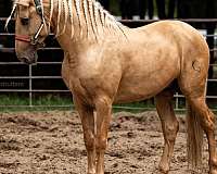 chestnut-andalusian-palomino-colt