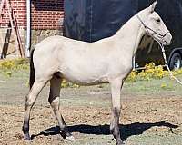 buckskin-andalusian-palomino-colt