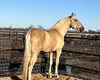 grey-andalusian-palomino-colt-stallion