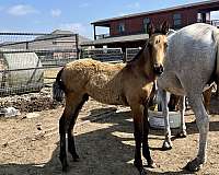 breeding-andalusian-palomino-horse