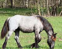 natural-horsemanship-training-gypsy-vanner-horse